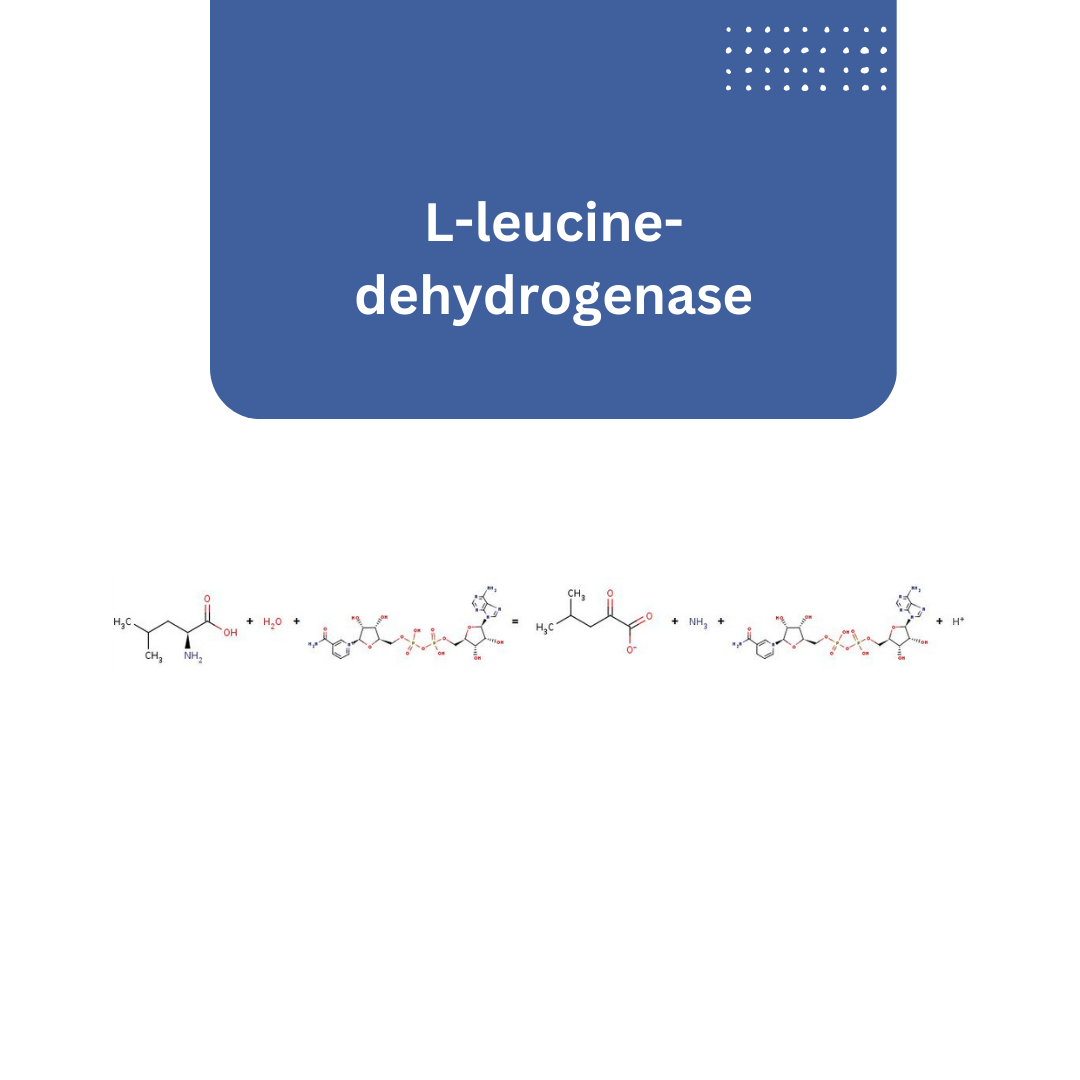 L leucine dehydrogenase ASA Spezialenzyme GmbH l-leucine-dehydrogenase-asa-spezialenzyme-gmbh